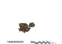 藏品(卷葉濕地苔)的圖片